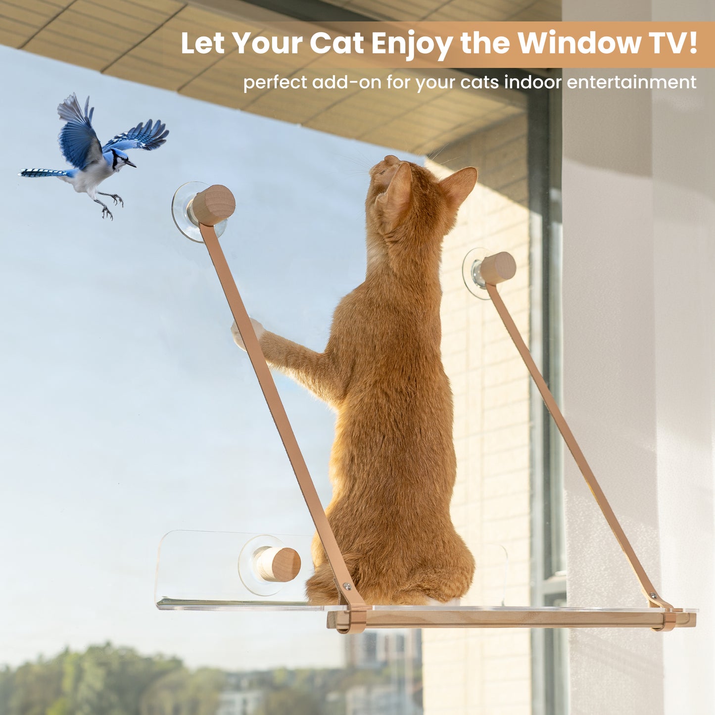 Clear Acrylic Cat Window Perch - Modern Style Cat Accessories & Gifts - Leafre